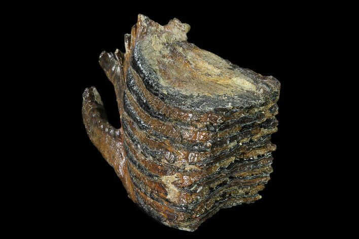 Partial Woolly Mammoth Molar - North Sea Deposits #149876